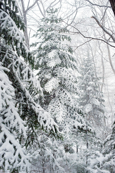冬季针叶林下大雪