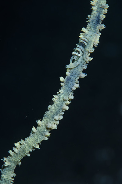 水下鞭打珊瑚虾