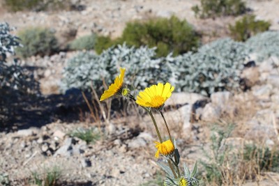 Geraea canescens -沙漠向日葵- coachella山谷保护区- 122018年c