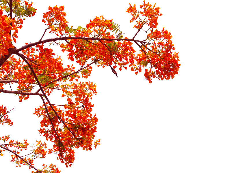 橙花孔雀