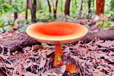 轻热带雨林蘑菇