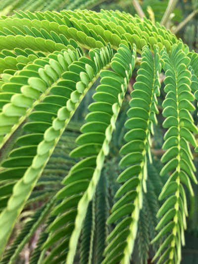 绿色植物