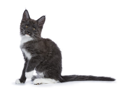 蓝白缅因猫