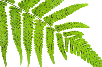 蔬菜蕨类植物