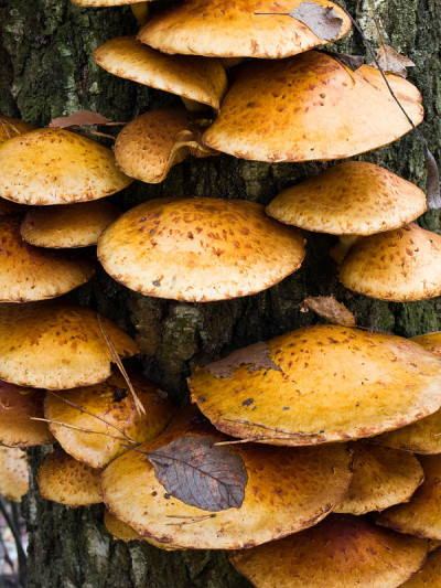 蘑菇黄金Pholiota