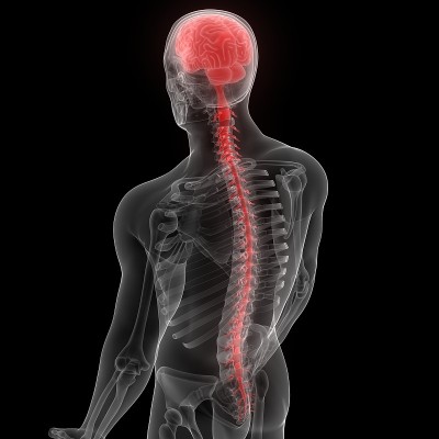 神经系统解剖x射线三维绘制人体内部器官大脑