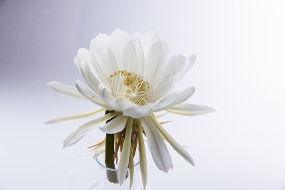 雪莲或布氏莲花或布氏莲花孤立