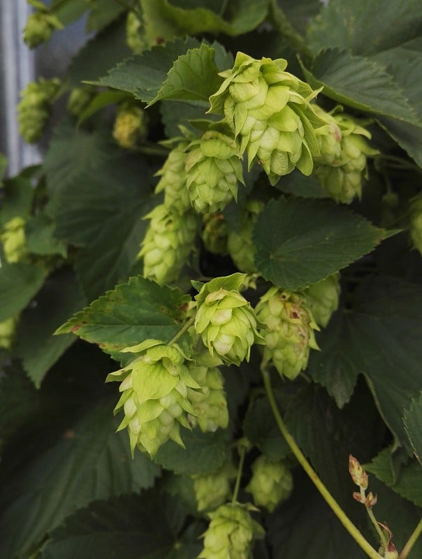 Humulus lupulus的近景(普通啤酒花)