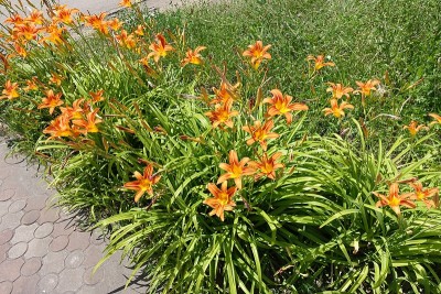 6月开花的橙色萱草的边缘