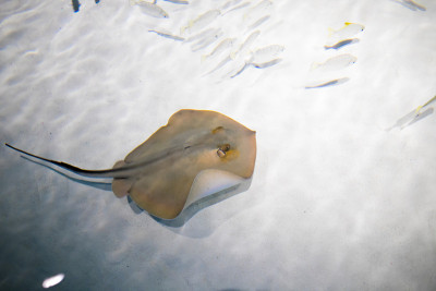 在水族馆珊瑚礁上的热带鱼的照片
