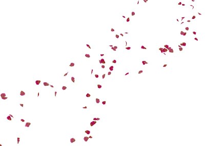 红色的玫瑰花瓣在空中飞舞
