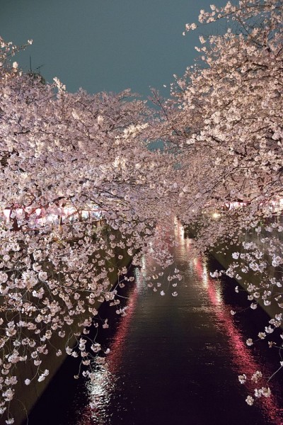 东京的樱花夜景
