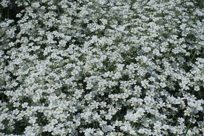 5月有大量的白色花