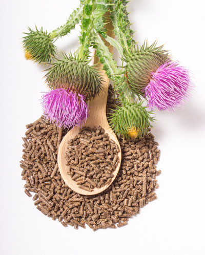 有花的颗粒状的新鲜蓟。(Silybum marianum)