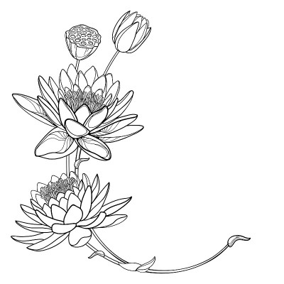 轮廓华丽的莲花或睡莲的矢量角花束，芽和种子荚在黑色孤立在白色的背景。