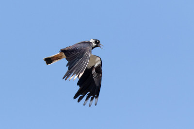 Lapwing (Vanellus Vanellus)