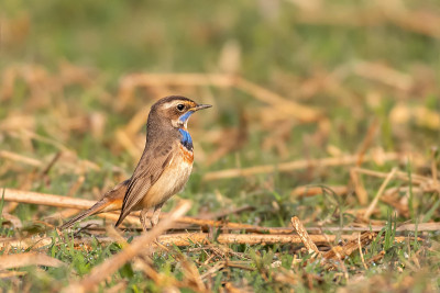 蓝喉（Luscinia svecica）