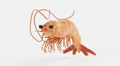 虾的逼真3D渲染