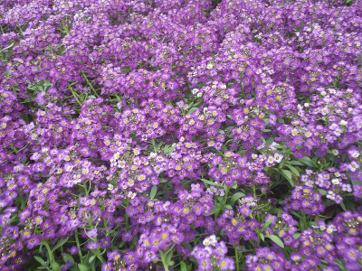 紫色的花