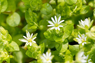 白星兰花