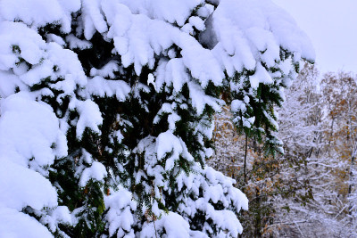 针叶树的树枝在十月被大雪覆盖