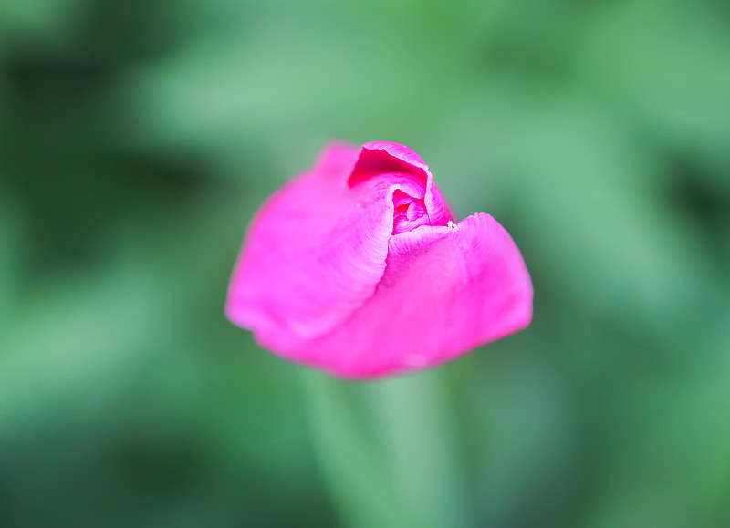 Beautiful spring tulip flowers growing in garden