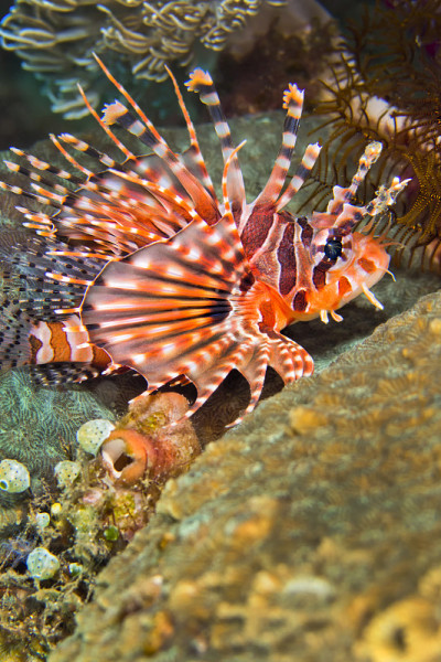 Spotfin Lionfish, Lembeh，北苏拉威西，印度尼西亚