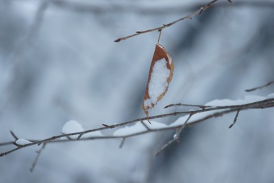 雪的场景