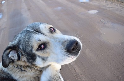 狗