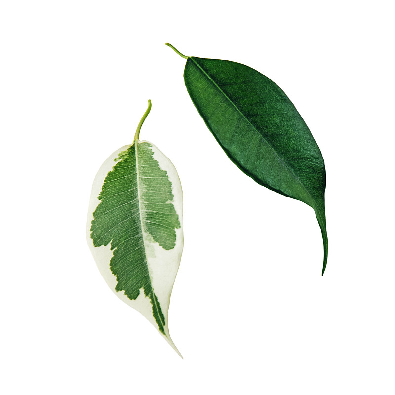 本雅Ficus benjamina绿色和斑点叶子孤立在白色