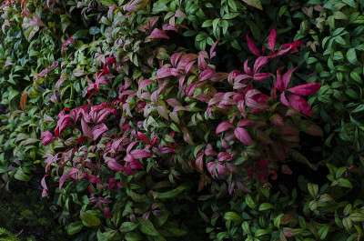 photinia