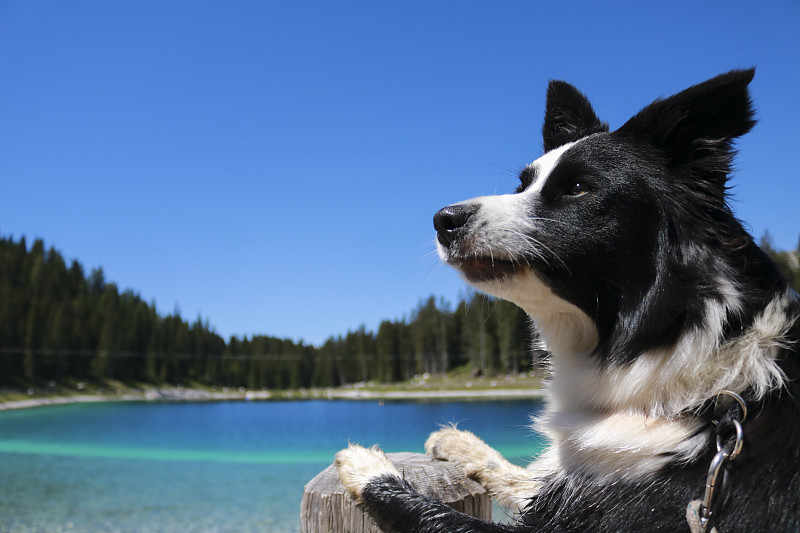 特伦蒂诺蒙塔格利湖的博德牧羊犬