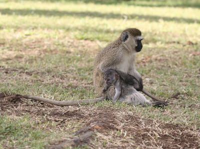 Vervet and baby