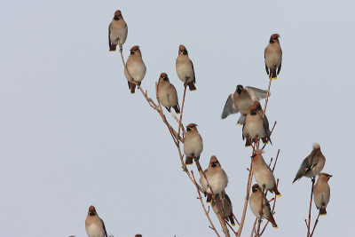 波西米亚蜡翼(Bombycilla garrulus)德国
