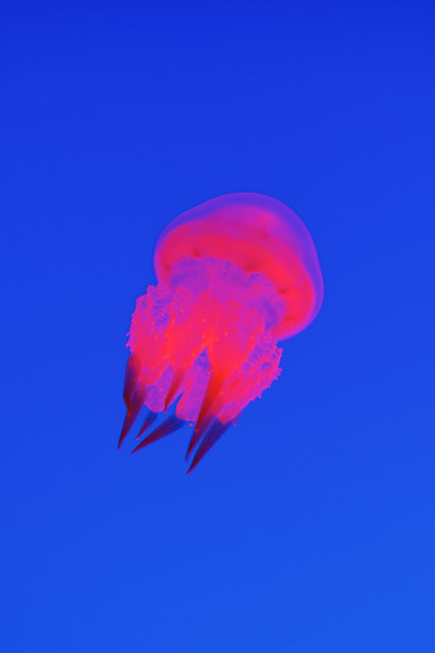 水族馆里的红水母