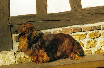 长发Dachsund,成人