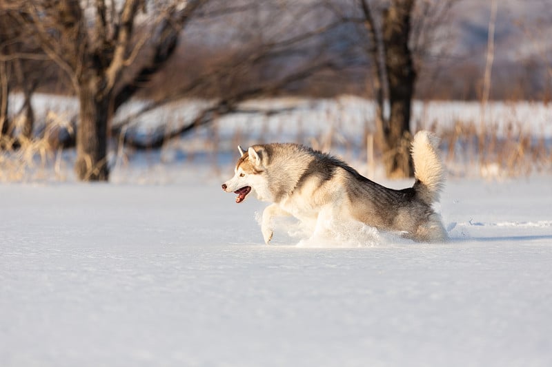 疯狂、快乐、有趣的米色和白色品种的西伯利亚哈奇在冬天的雪地上跳跃和奔跑。