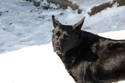 雪中的黑色绝育犬。流浪狗。