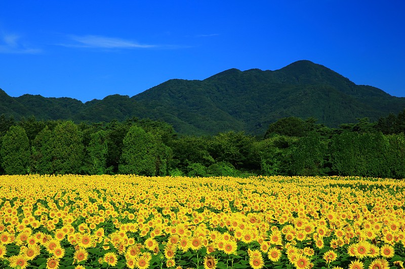 高山和向日葵田