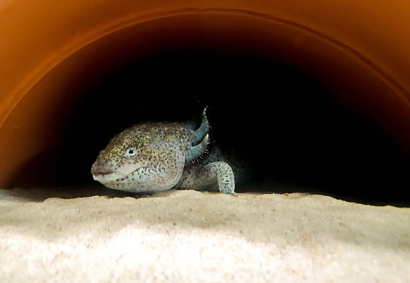 淡水水族馆蝾螈