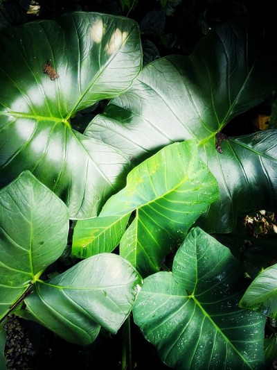 植物