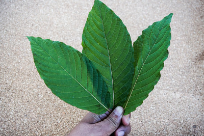 泰国的金柑或马来西亚的金柑属植物。近距离和孤立的黑色背景
