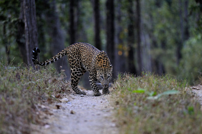 豹在Kanha