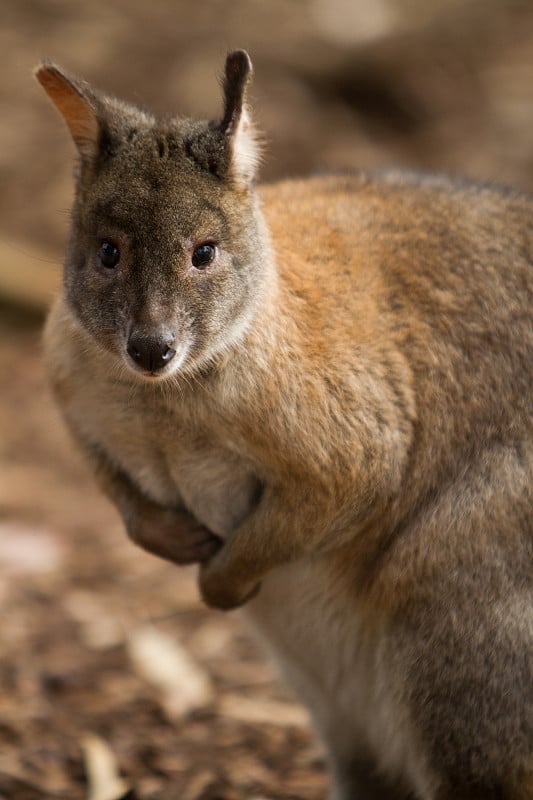 红颈Pademelon