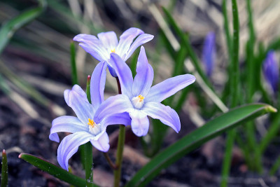 Chionodoxa luciliae (Scilla luciliae) 花
