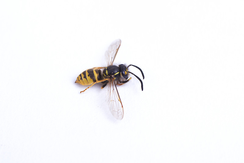 黄蜂