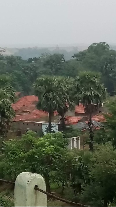 椰子树