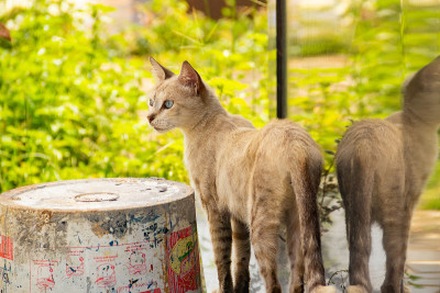 猫用花岗石映在墙上。