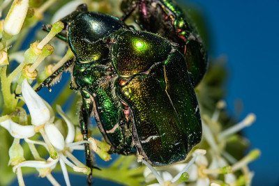 交配的甲虫。玫瑰金龟子(Lat。Cetonia aurata)。花上的金绿甲虫