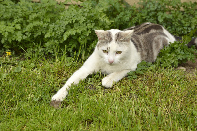 猫和老鼠玩耍的肖像